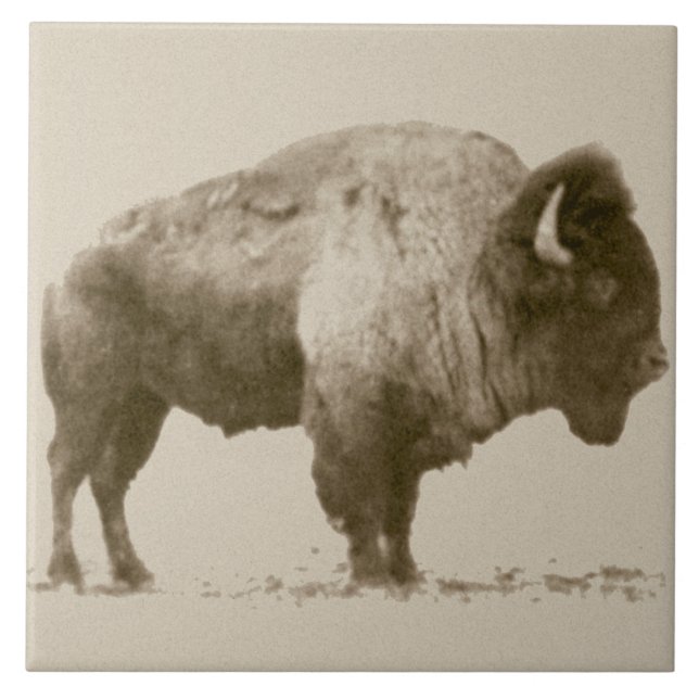 Plains Bison Ceramic Tile (Front)