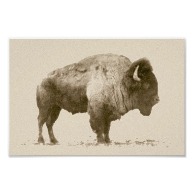 Plains Bison Photo Print (Front)