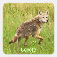 Plains Coyote Wildlife Animal Art