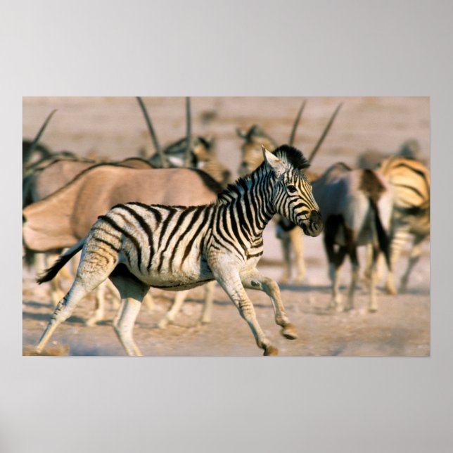 Plains Zebra (Equus Quagga) Foal Startled Poster (Front)