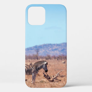 Plains zebra in Kruger National park, South Africa iPhone 12 Case