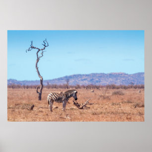 Plains zebra in Kruger National park, South Africa Poster