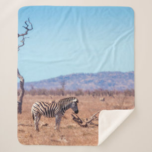 Plains zebra in Kruger National park, South Africa Sherpa Blanket