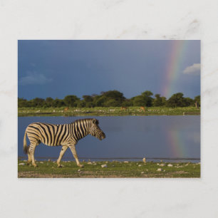 Plains Zebra Walking in Front of a Rainbow Postcard