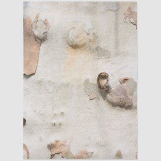 Plane tree camouflage looks bark pattern tissue paper