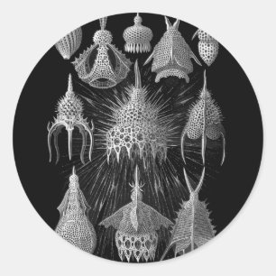 Plankton Shells in Black and White (Cyrtoidea) Classic Round Sticker