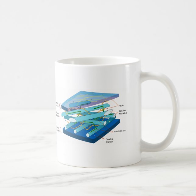 Plant cell wall diagram coffee mug (Right)