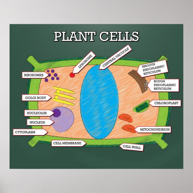 Plant Cells *UPDATED* Poster (Front)