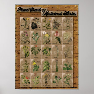Plant Chart of Medicinal Herbs 1  24" x 20"