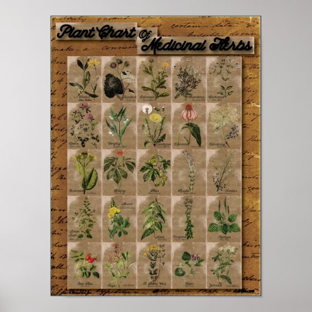 Plant Chart of Medicinal Herbs 1  24" x 20" (Front)
