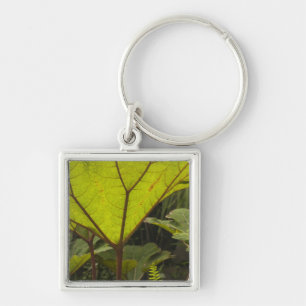 Plant detail at a botanical garden, Ecuador 2 Key Ring
