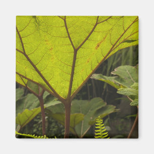 Plant detail at a botanical garden, Ecuador 2 Magnet