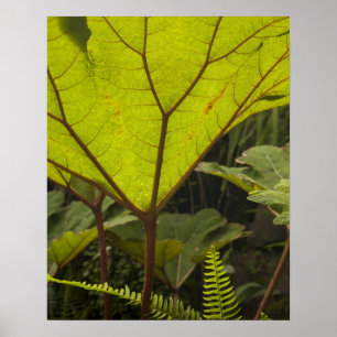 Plant detail at a botanical garden, Ecuador 2 Poster