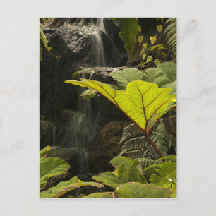 Plant detail at a botanical garden, Ecuador Postcard