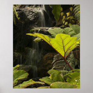 Plant detail at a botanical garden, Ecuador Poster