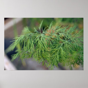 Plant Dill Poster