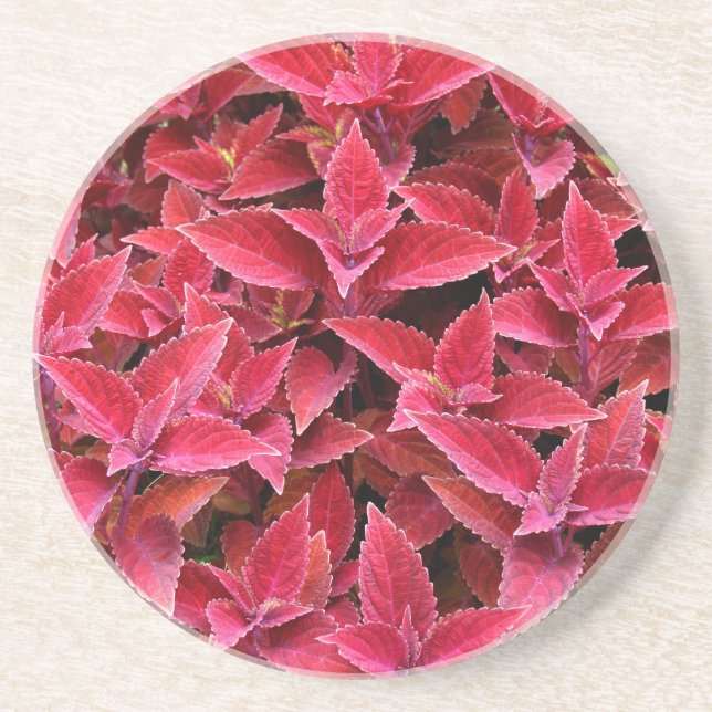 Plant/Flower Series---Red Coleus Coaster (Front)