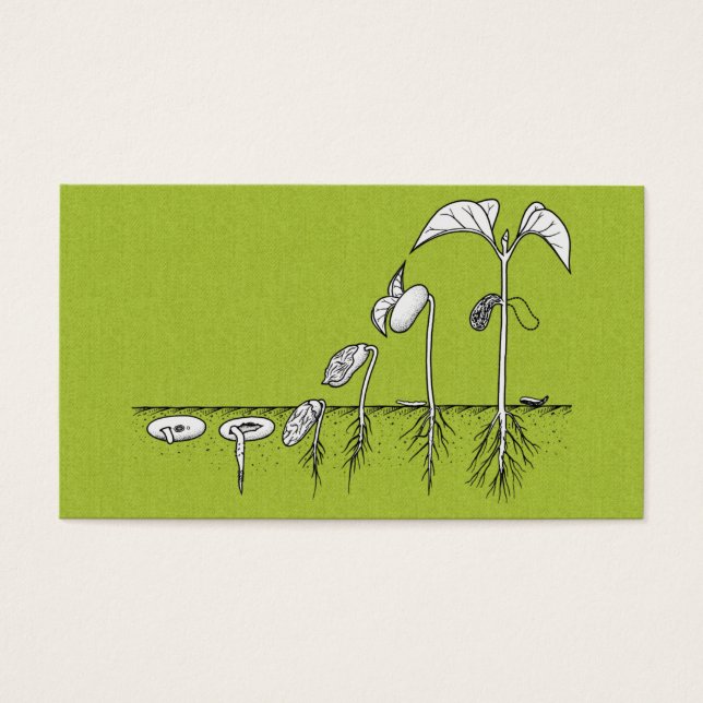 Plant Germination Illustration (Front)
