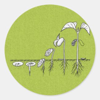 Plant Germination Illustration Classic Round Sticker