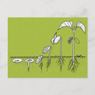 Plant Germination Illustration Postcard