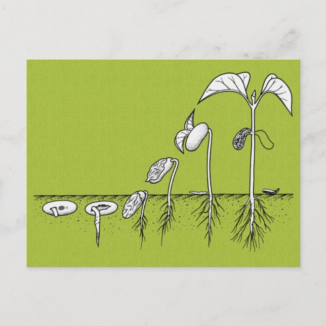 Plant Germination Illustration Postcard (Front)