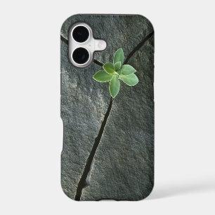 Plant Growing in Cracked Boulder