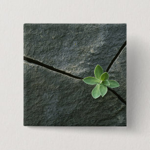 Plant Growing in Cracked Boulder 15 Cm Square Badge