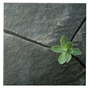 Plant Growing in Cracked Boulder Ceramic Tile