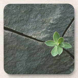 Plant Growing in Cracked Boulder Coaster