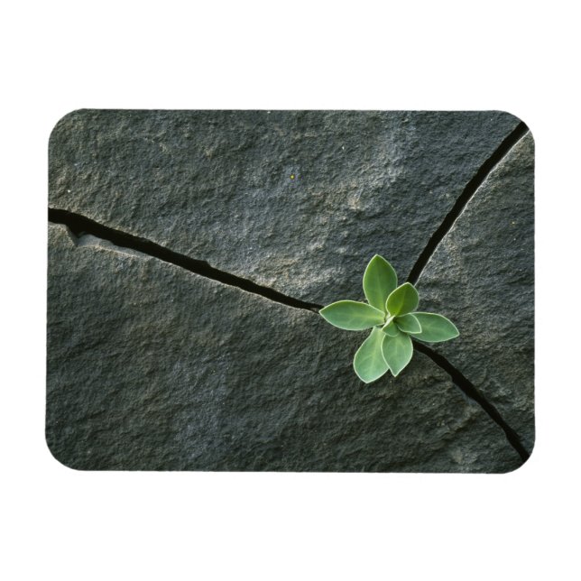 Plant Growing in Cracked Boulder Magnet (Horizontal)