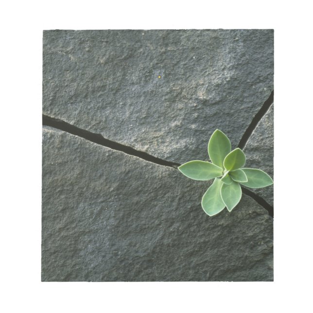 Plant Growing in Cracked Boulder Notepad (Front)