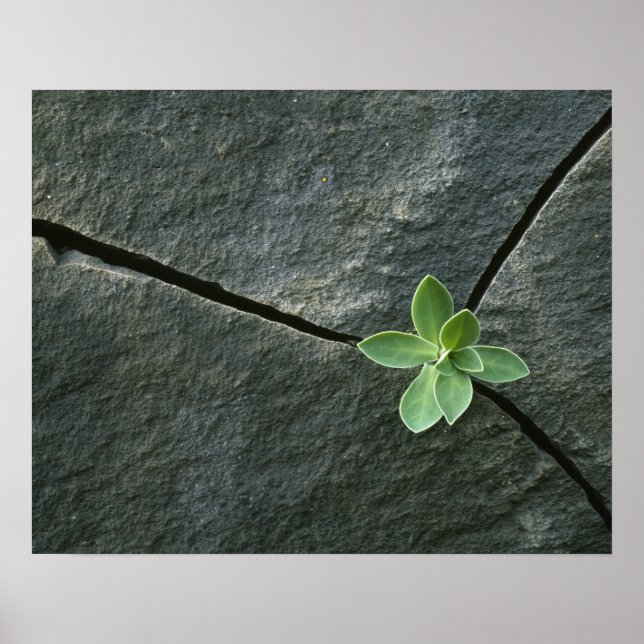 Plant Growing in Cracked Boulder Poster (Front)