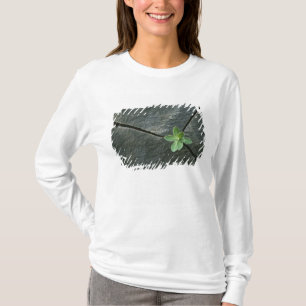 Plant Growing in Cracked Boulder T-Shirt
