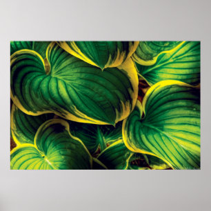 Plant - Hosta Leaves Poster