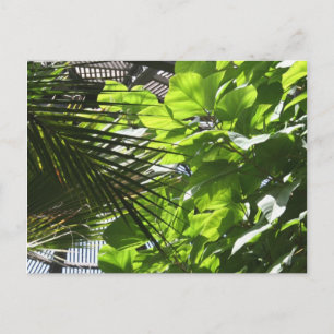 Plant Leaves against Louvers at Botanical Building Postcard