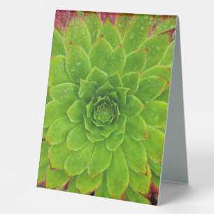 Plant Lover Aeonium Magic