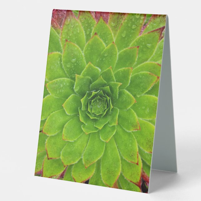 Plant Lover Aeonium Magic (Front)