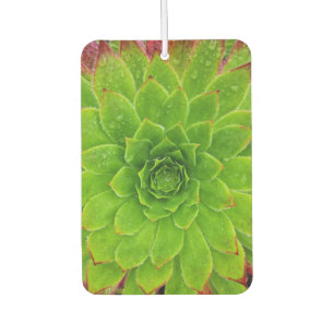 Plant Lover Aeonium Magic Car Air Freshener