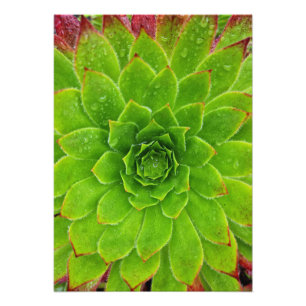 Plant Lover Aeonium Magic Photo Print