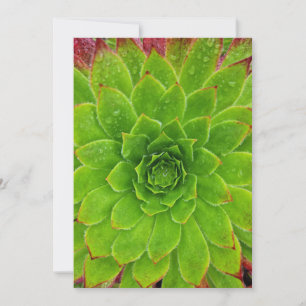 Plant Lover Aeonium Magic Thank You Card
