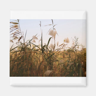 plant magnet