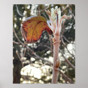 Plant Photo Poster
