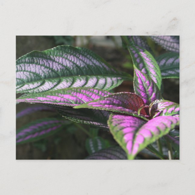 Plant postcard (Front)