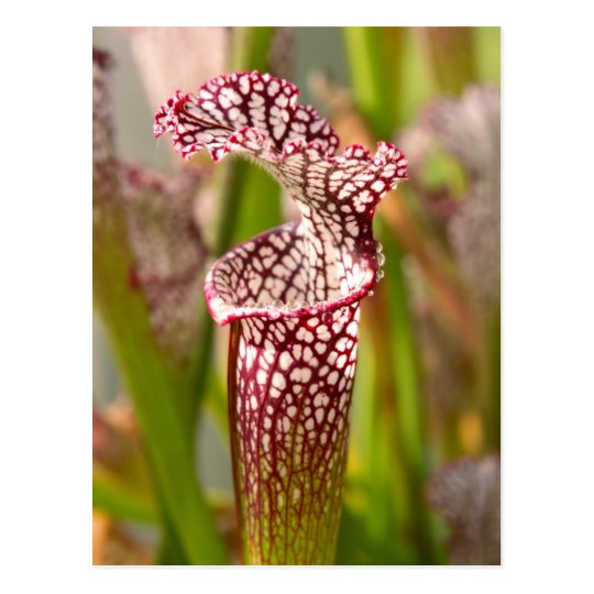 Plant - Pretty as a pitcher plant Postcard