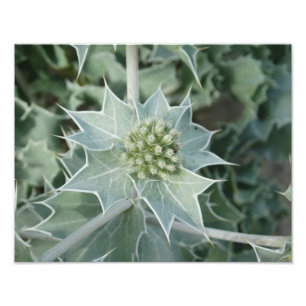 Plant Sea Summer Professional Photo Paper (Satin) Print