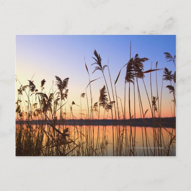 Plant Silhouette by Lakeside sunset Postcard (Front)