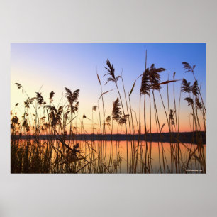 Plant Silhouette by Lakeside sunset Poster