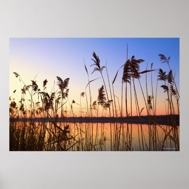 Plant Silhouette by Lakeside sunset Poster (Front)