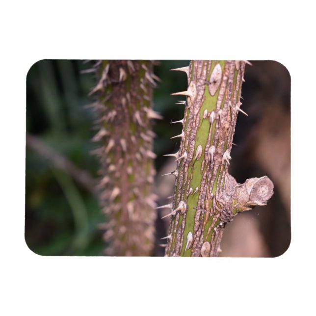Plant Stem Thorns Nature Park Photography Magnet (Horizontal)
