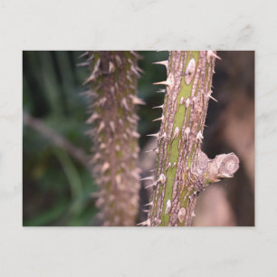 Plant Stem Thorns Nature Park Photography Postcard